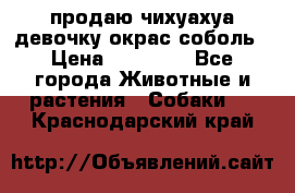 продаю чихуахуа девочку,окрас соболь › Цена ­ 25 000 - Все города Животные и растения » Собаки   . Краснодарский край